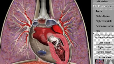 Cardiac Anatomy (normal)01