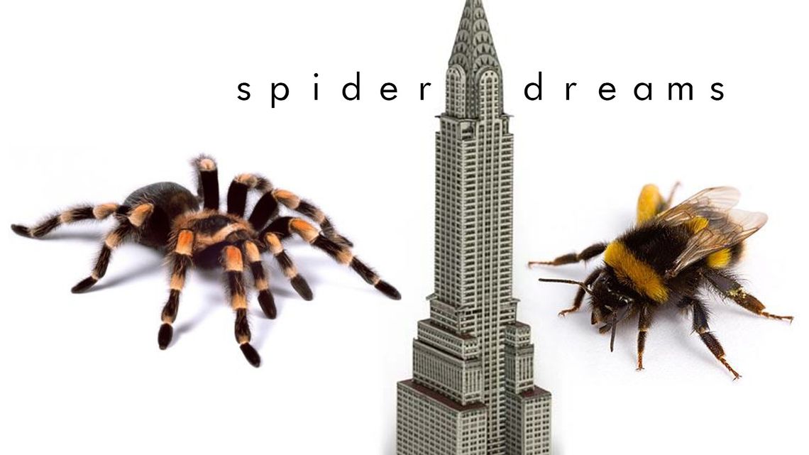 spiderdream