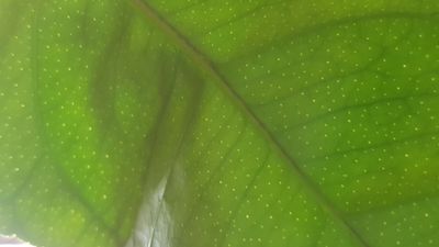 Green Eye Sight
